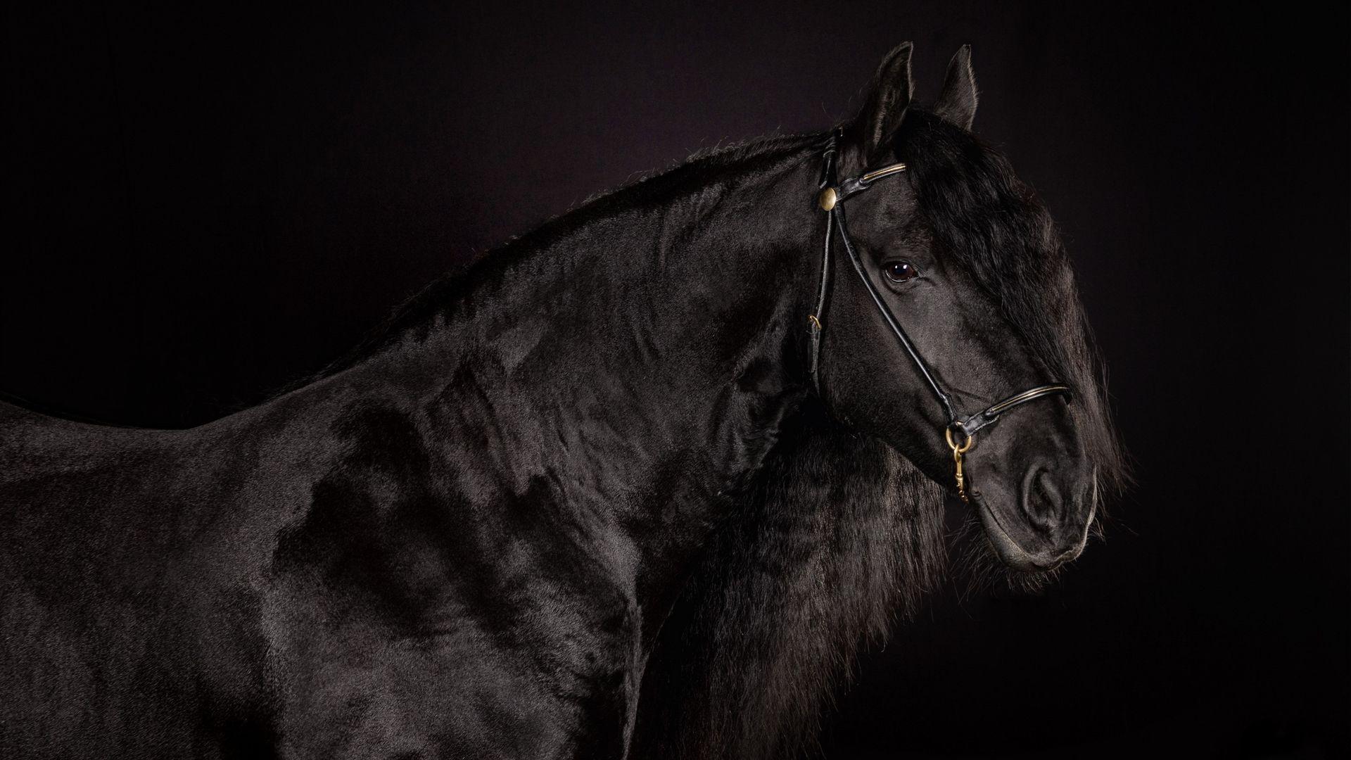 1920x1080 Download Free Black Horse Background Download Free Horse HD Wallpaper Download HD Wallpaper