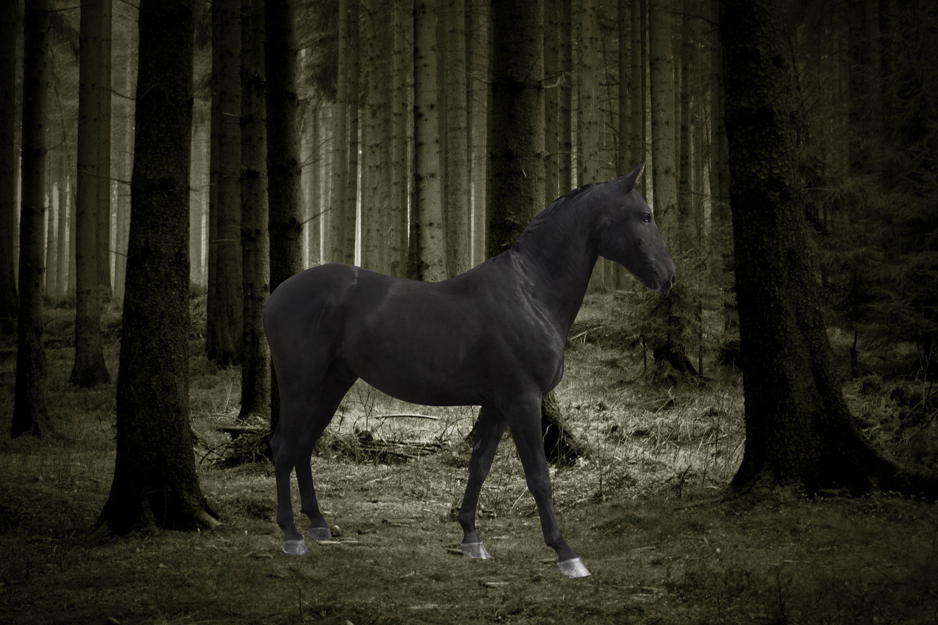 3072x2048 Black Horse Wallpaper HD