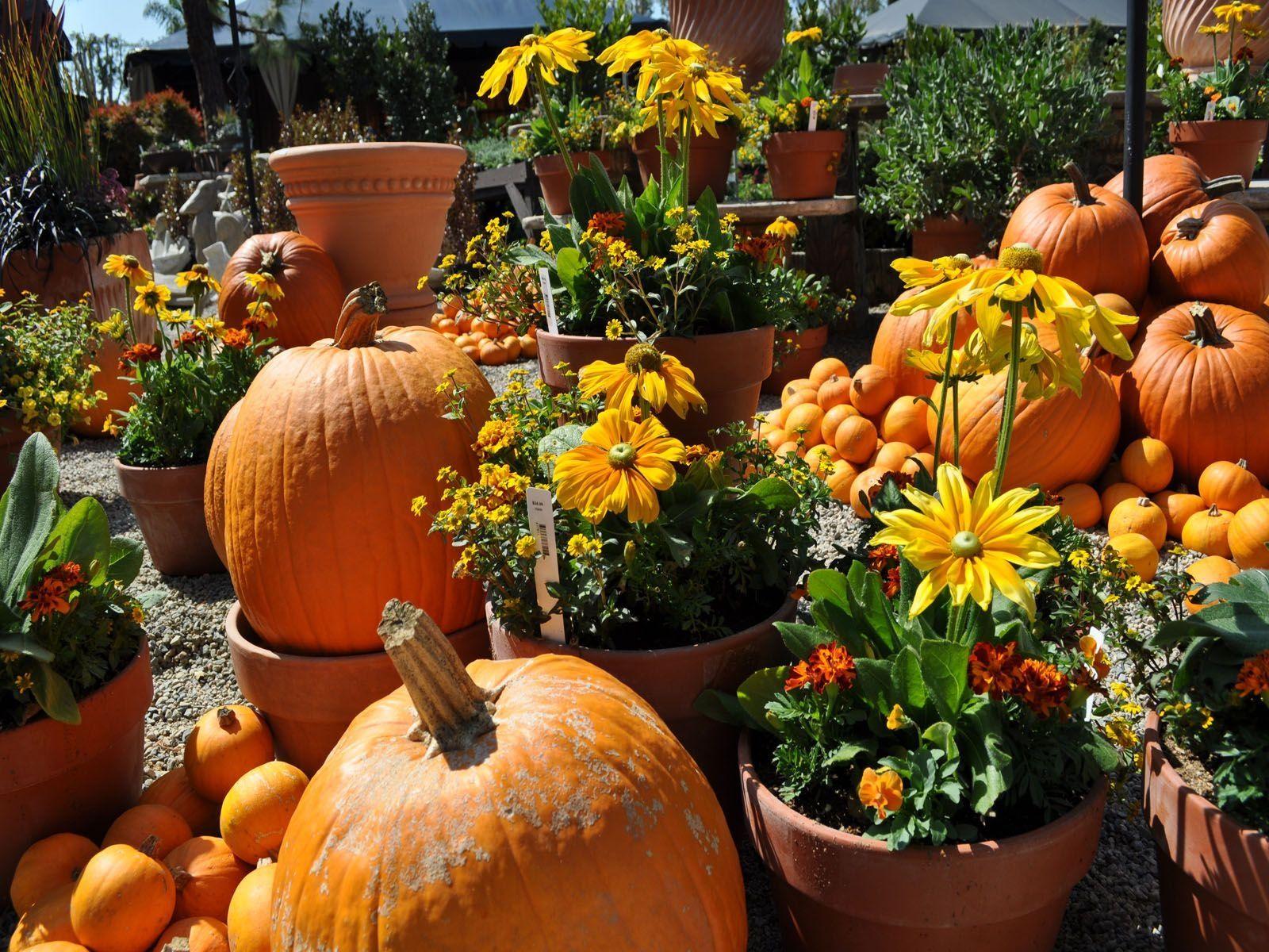 Pumpkins And Flowers Wallpapers Top Free Pumpkins And Flowers Backgrounds Wallpaperaccess