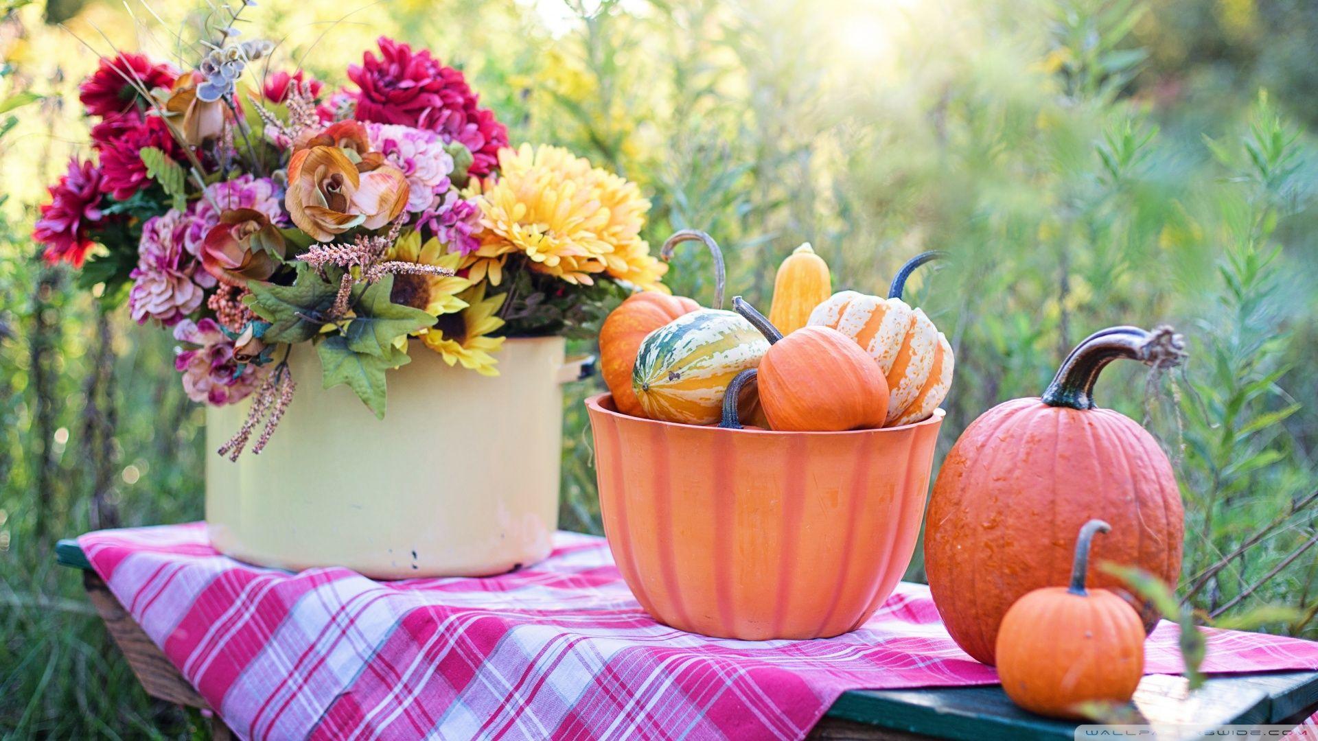 1920x1080 Still Life Pumpkins in Bowl, Flowers, Early Autumn Ultra HD Desktop Background Wallpaper for 4K UHD TV : Widescreen & UltraWide Desktop & Laptop : Tablet