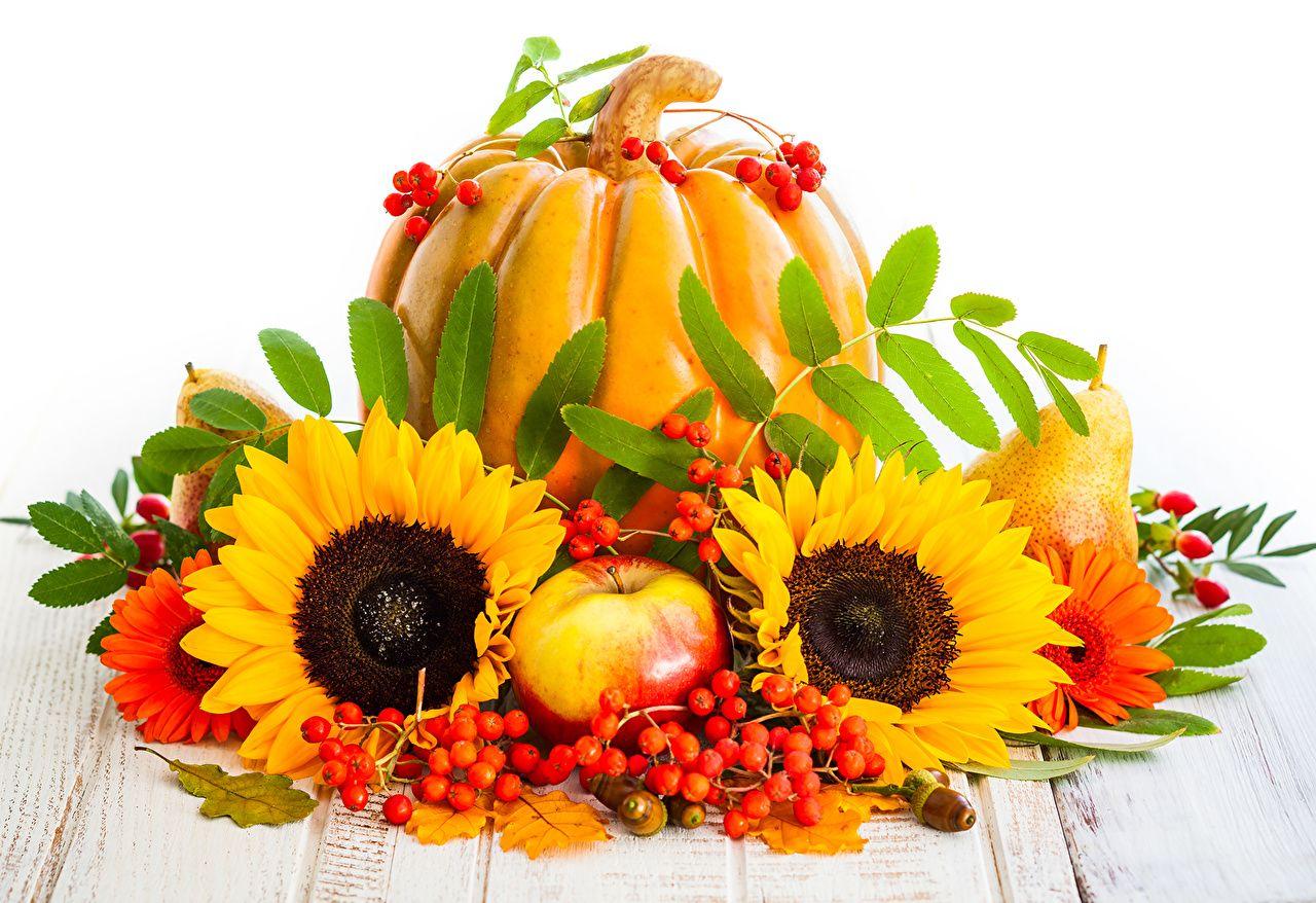 1280x878 Desktop Wallpaper Pumpkin Apples Flowers Helianthus Food Berry