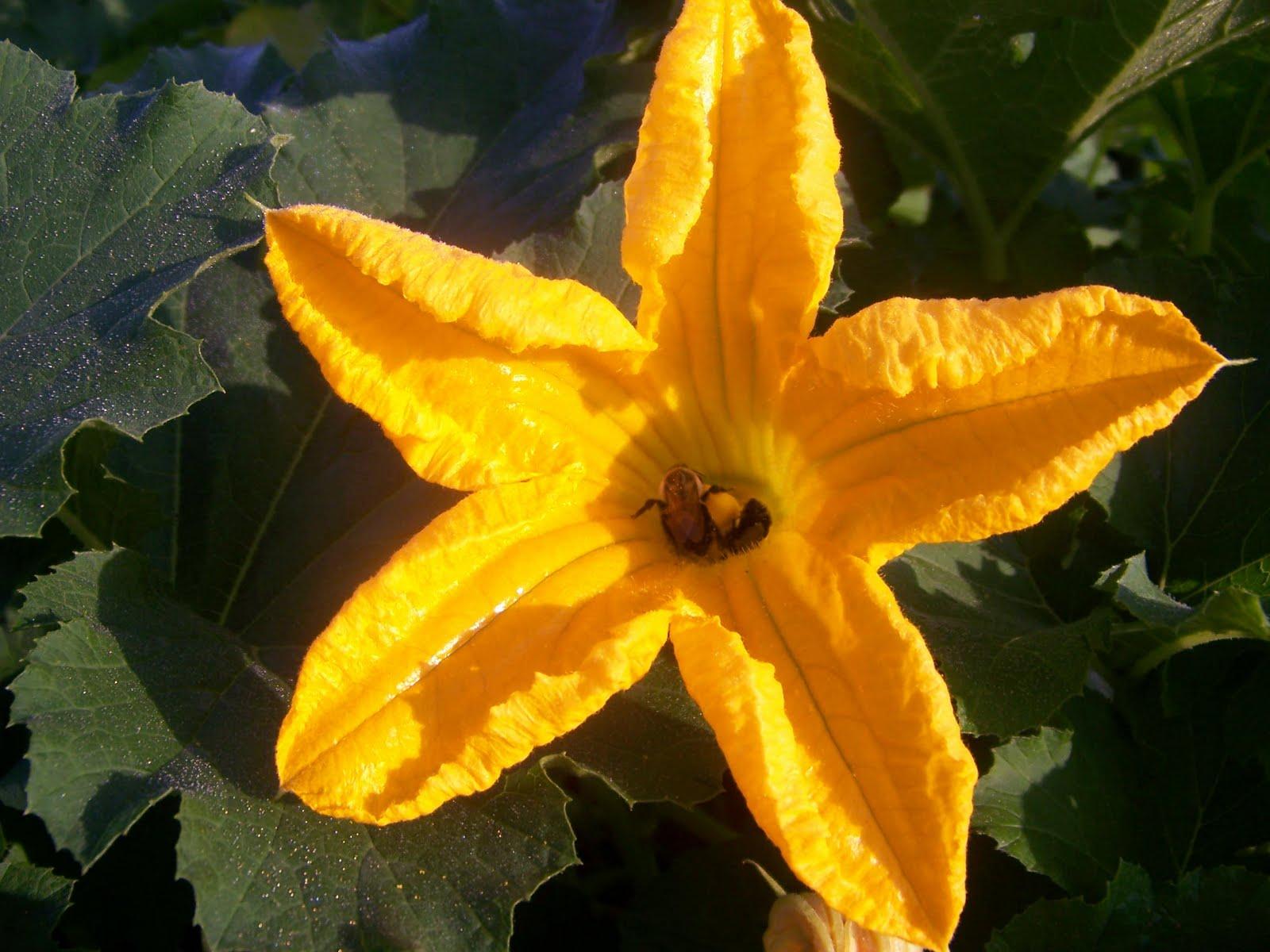 1600x1200 DIAGRAM Diagram Of Pumpkin Flower FULL Version HD Quality Pumpkin Flower.HEARTZCLUB.IT