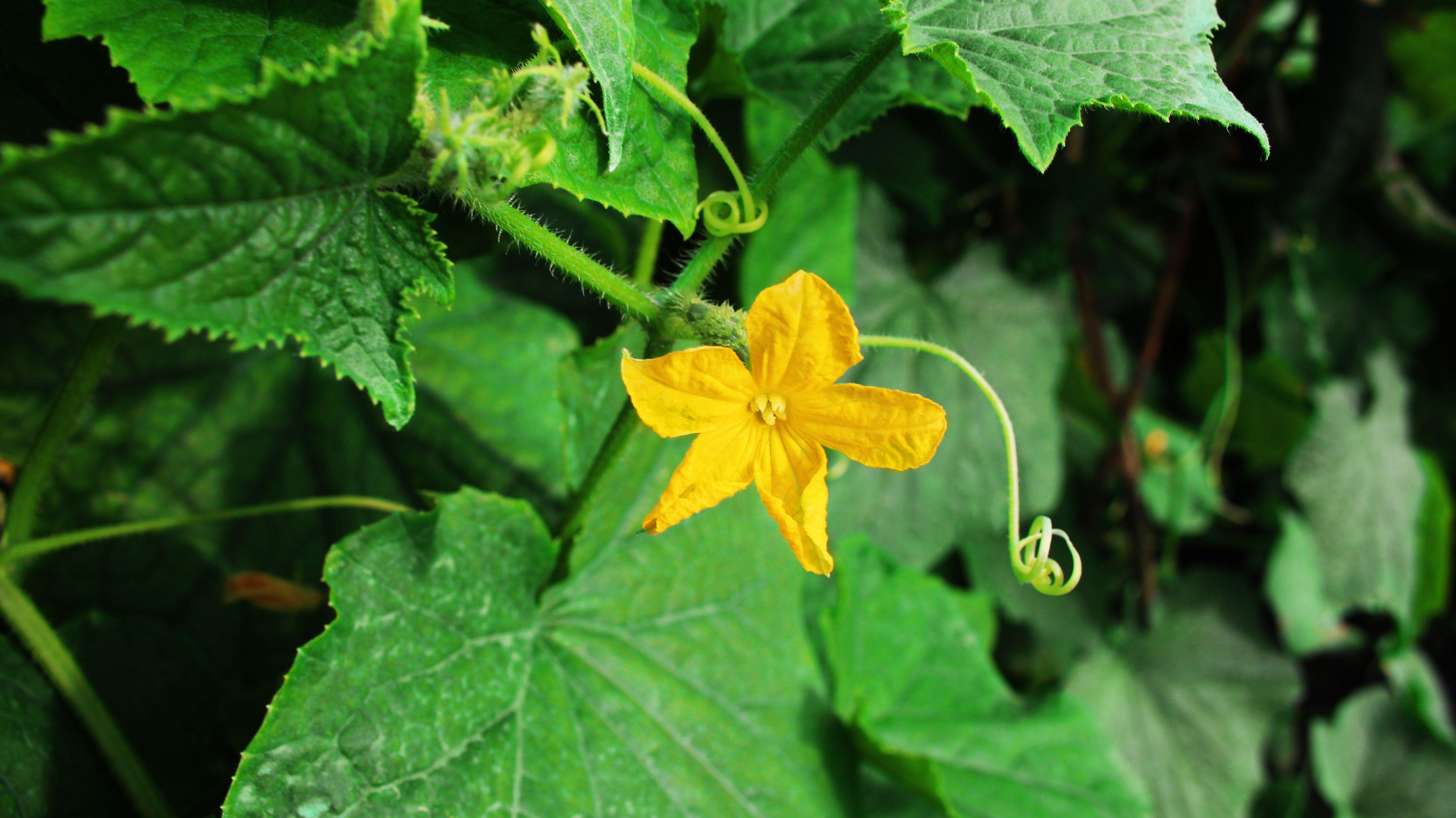 5184x2912 Pumpkin Flower Wallpaper 4K 5K Background. HD Wallpaper Background