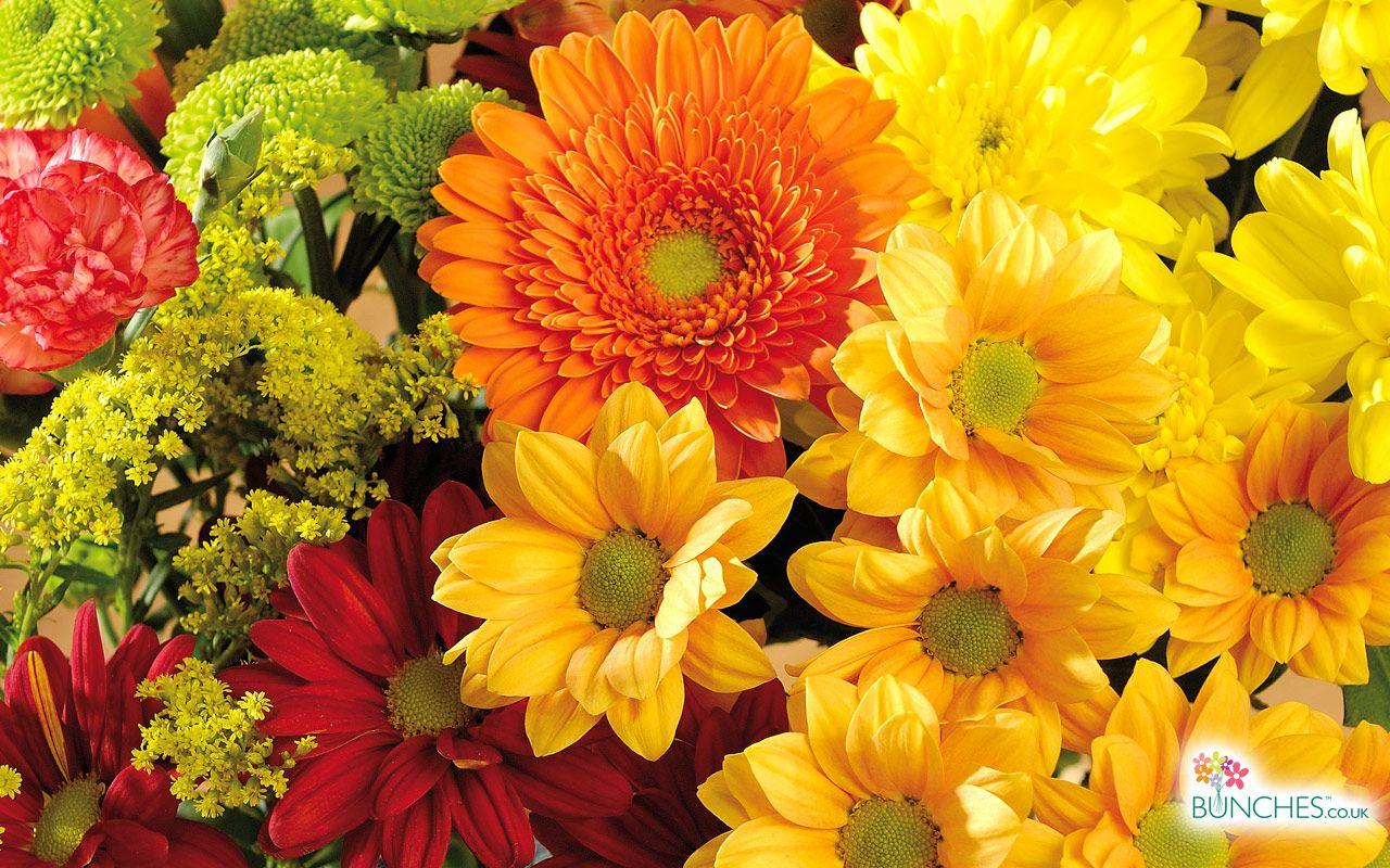 1280x800 Free Desktop Wallpaper Fall Flowers