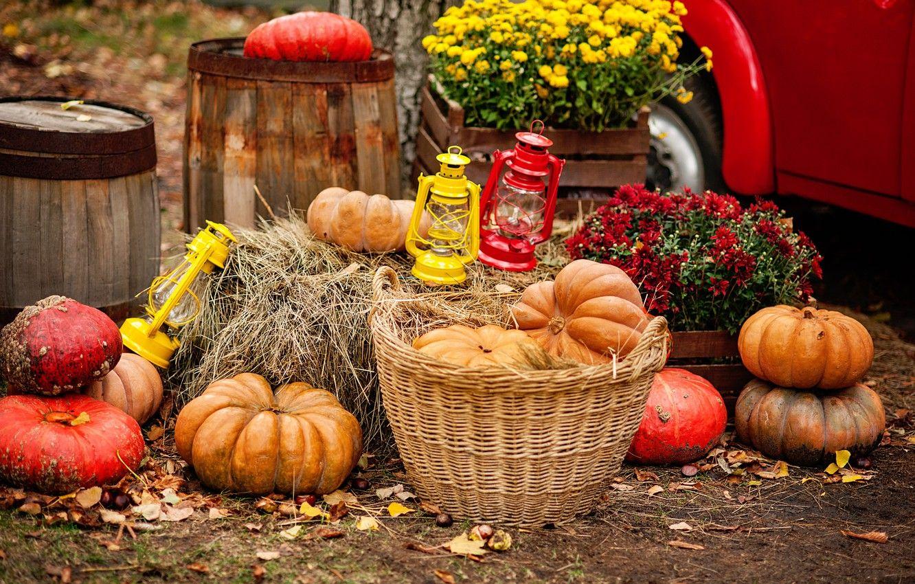 1332x850 Wallpaper autumn, leaves, harvest, pumpkin, flowers, autumn, leaves, pumpkin, harvest image for desktop, section еда
