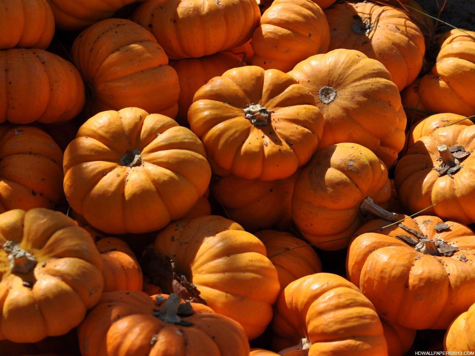 1600x1200 Download Free Pumpkin Wallpaper HD Wallpaper