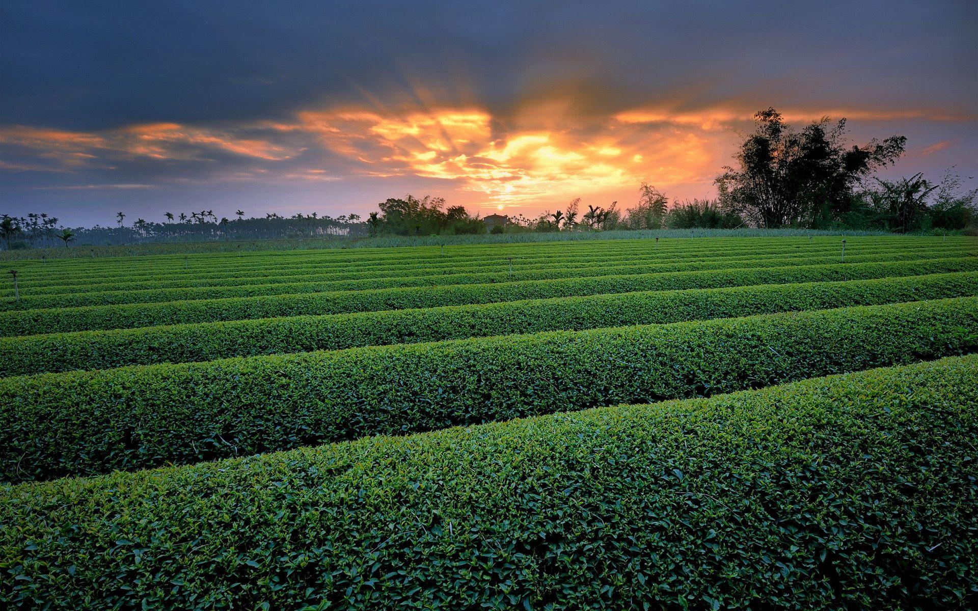 1920x1200 farm, landscapes, row, view, trees, herbs, hd image, free background