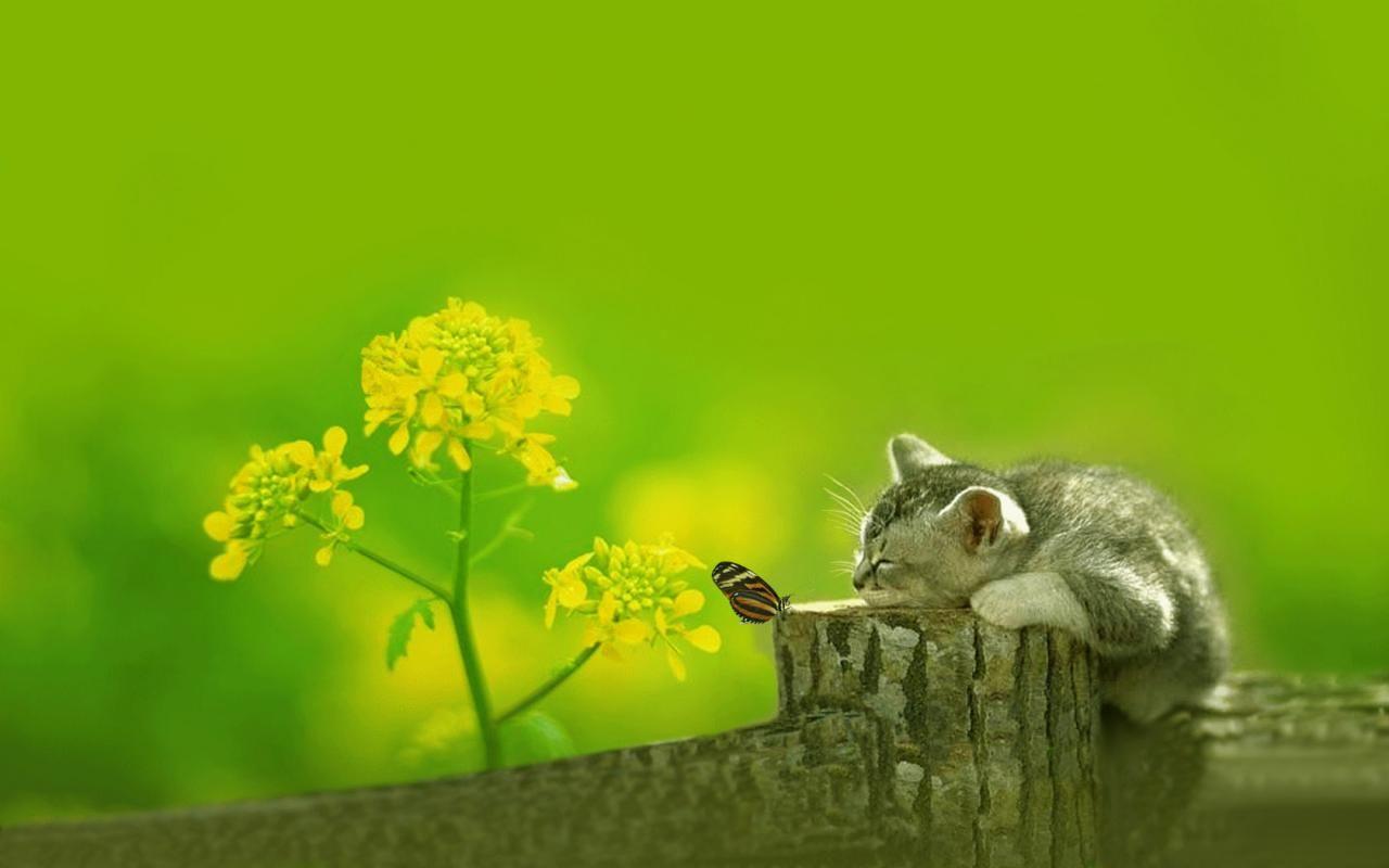 1280x800 3D Art Wallpaper HD Free DeksD Art Wallpaper: Cute Background Wallpaper