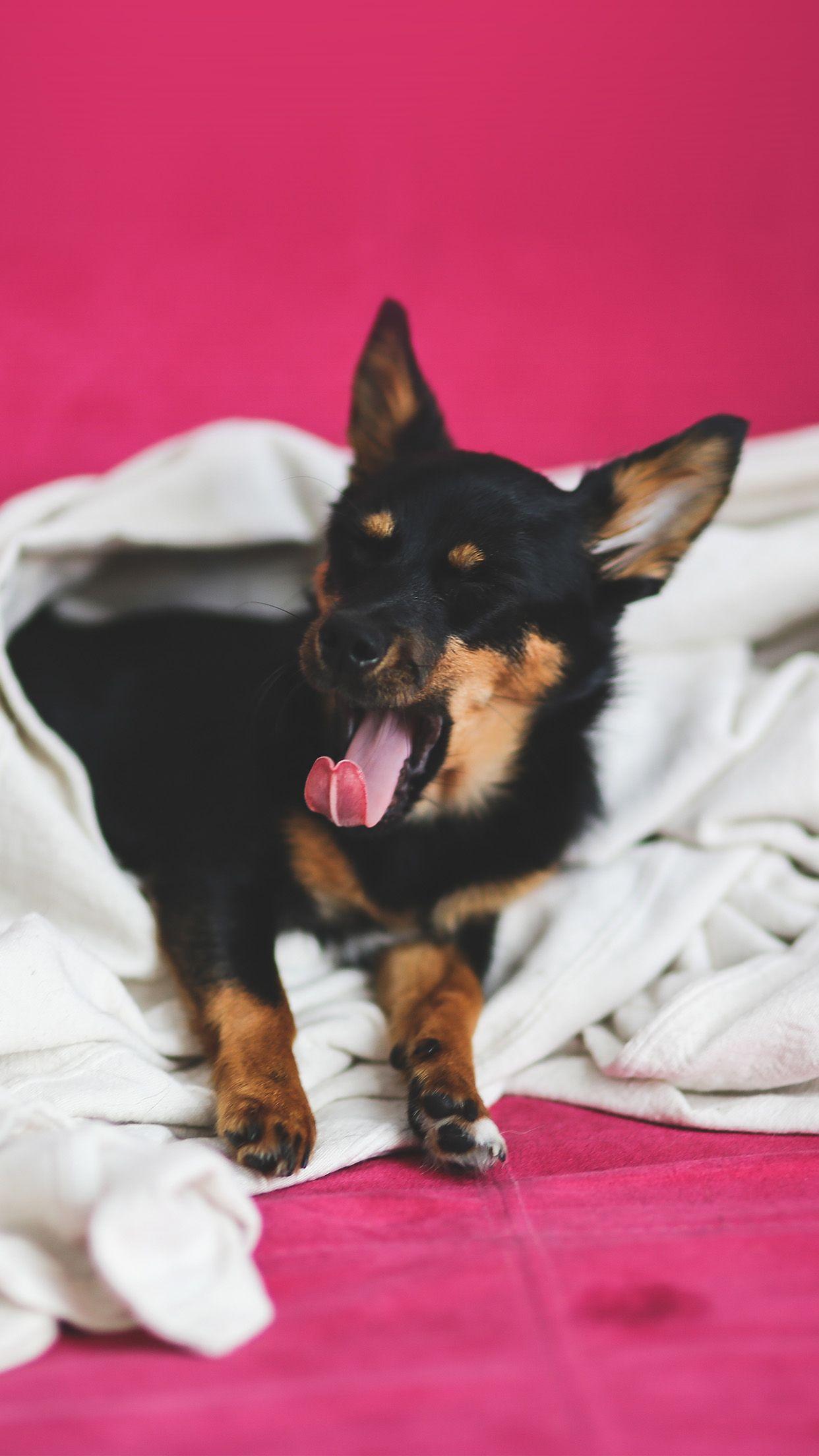 1242x2208 Love Dog Yawn Cute Animal Android .