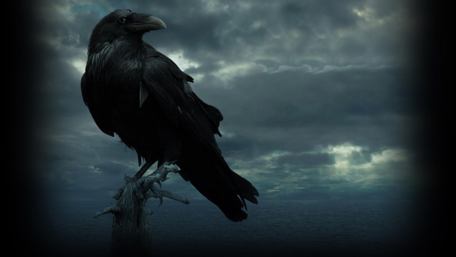 Cool Raven Wallpapers - Top Free Cool Raven Backgrounds - WallpaperAccess