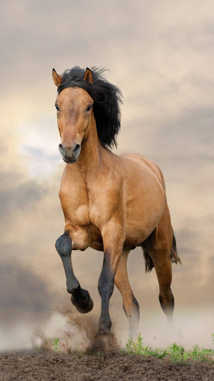 720x1280 Running horse wallpaper