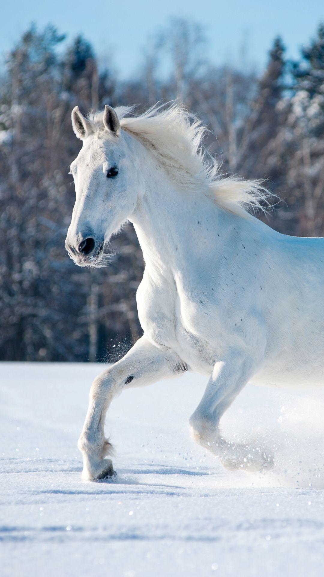 White Horse HD Wallpapers Top Free White Horse HD Backgrounds