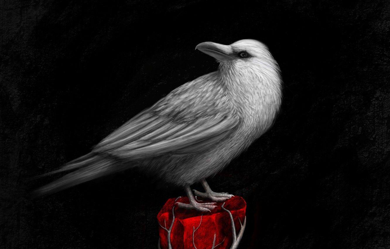 1332x850 Wallpaper bird, art, Raven, bird, raven, art image for desktop, section арт