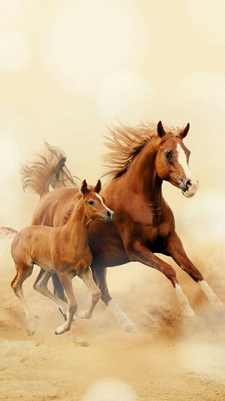 720x1280 Horse Wallpaper Image