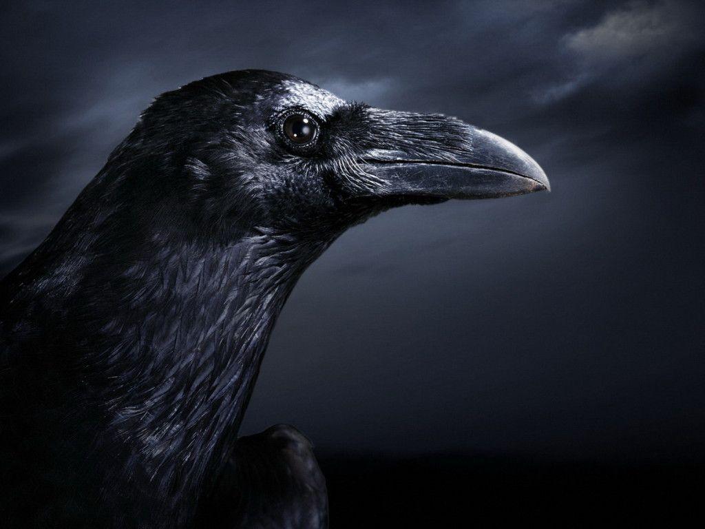 1024x768 Raven Wallpaper. Raven Moon Wallpaper, Raven Bird Wallpaper and Kraven Wallpaper
