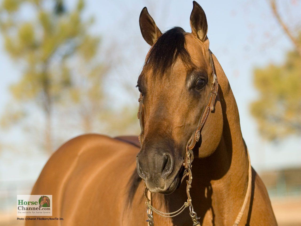 1280x960 Ranch Horse Desktop Wallpaper