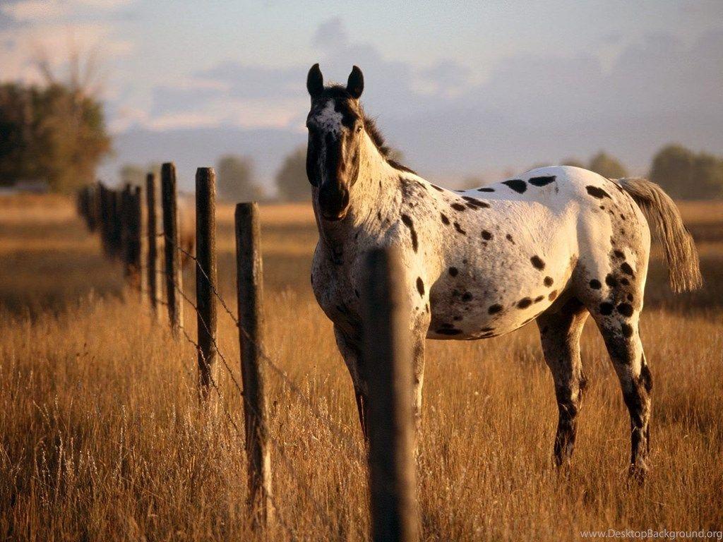 Horse Ranch Wallpapers - Top Free Horse Ranch Backgrounds - WallpaperAccess