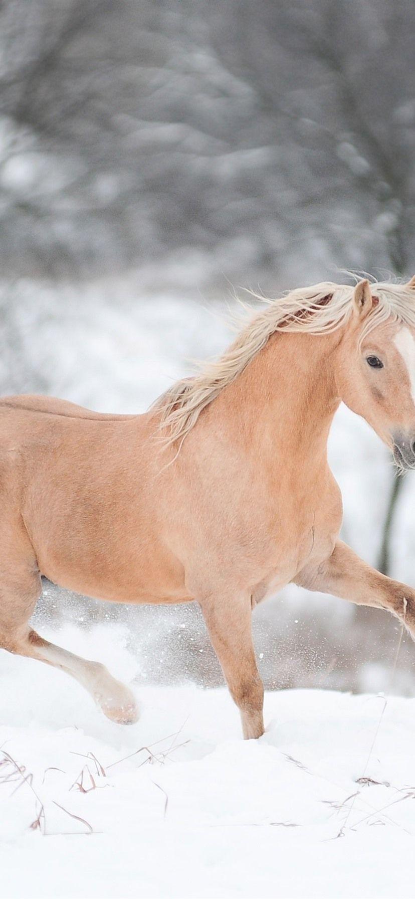 828x1792 Horse Running In Winter 1080x1920 IPhone 8 7 6 6S Plus Wallpaper, Background, Picture, Image