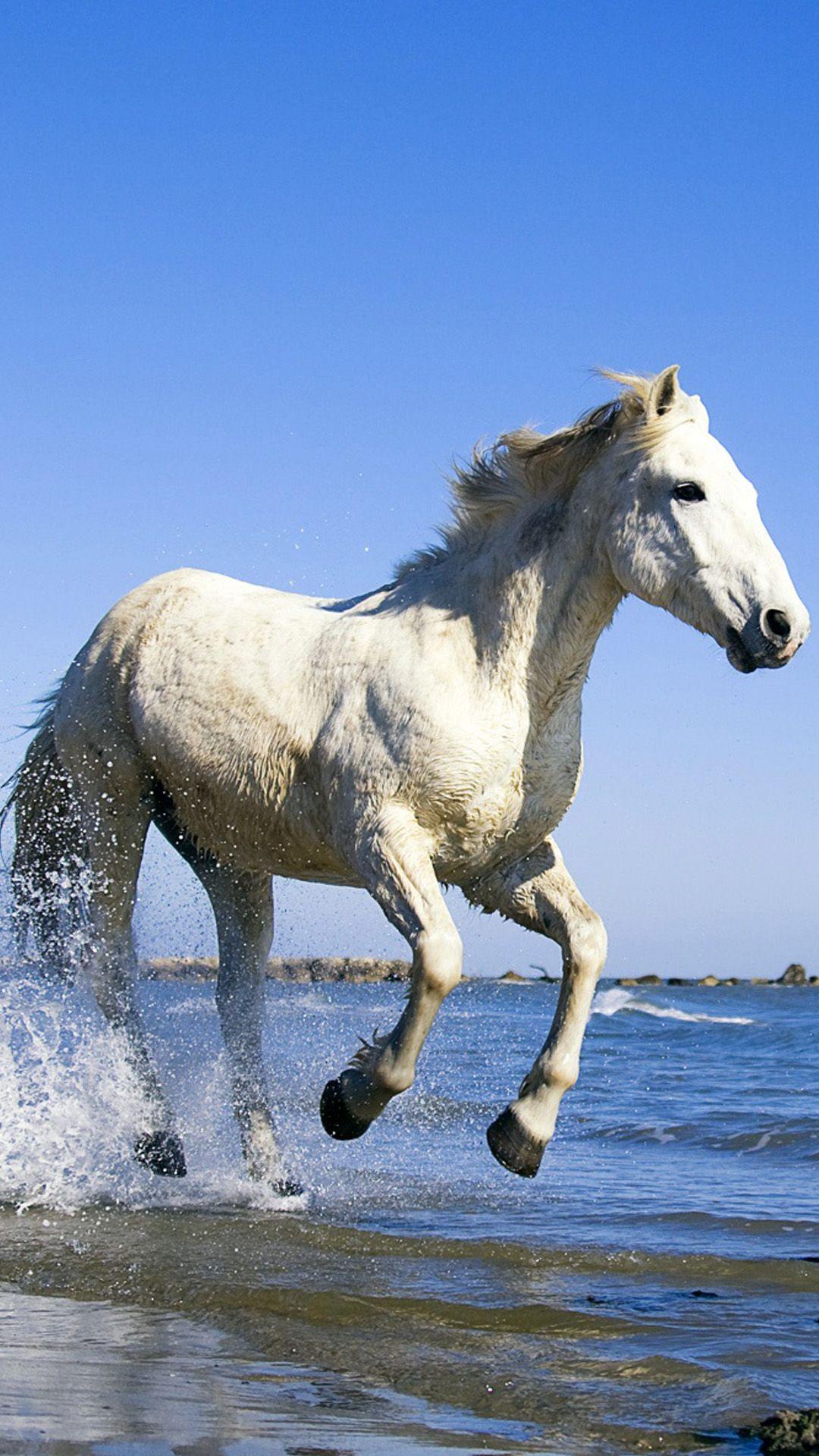 1080x1920 Horses Running Across The Beach