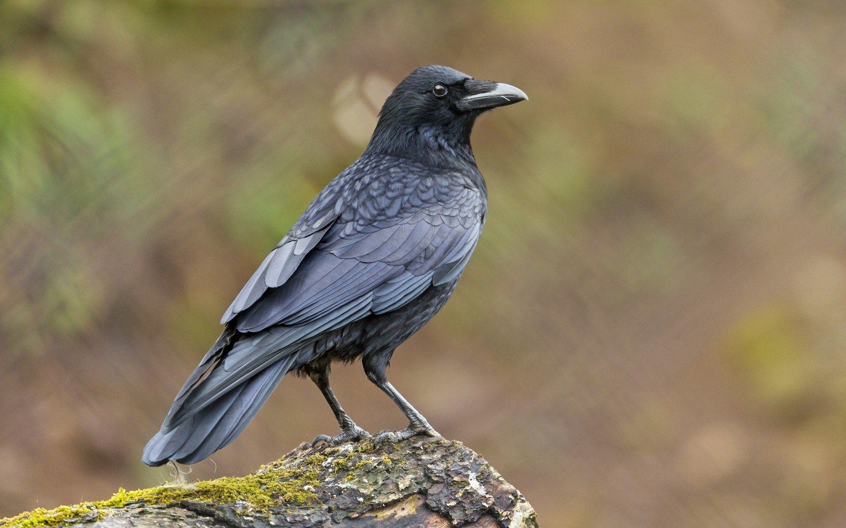 1680x1050 Raven Bird Wallpaper 44137 1680x1050px