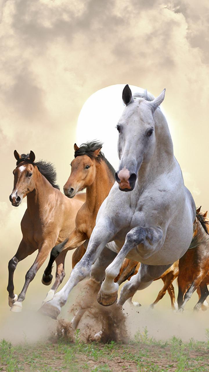 720x1280 iPhone Running Horse Wallpaper HD