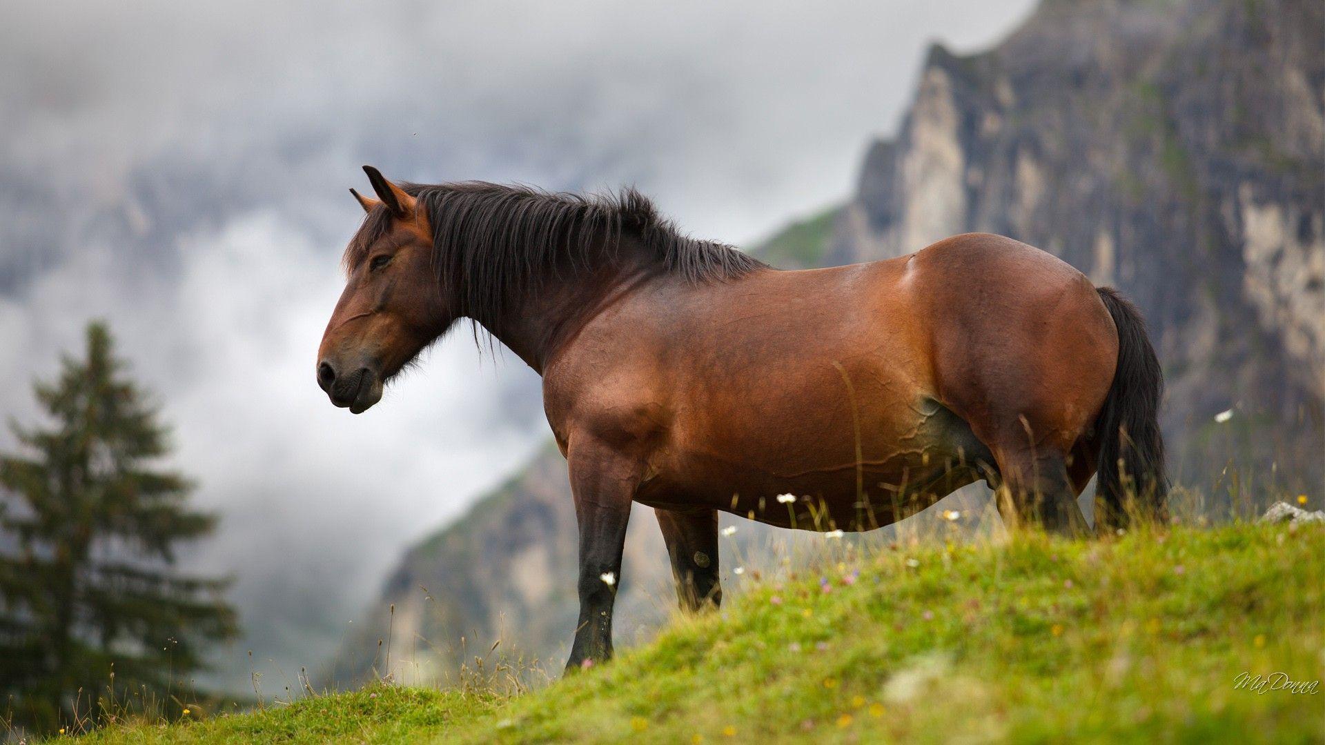 Horse Ranch Wallpapers - Top Free Horse Ranch Backgrounds - WallpaperAccess