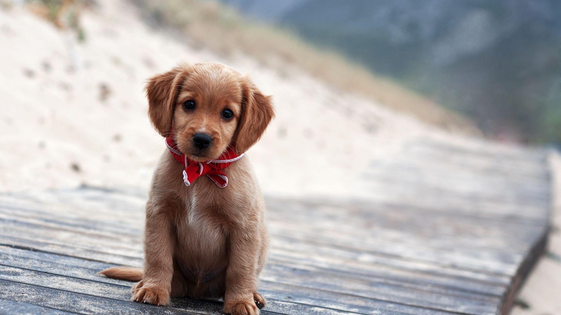 1920x1080 Cute Dog Wallpaper