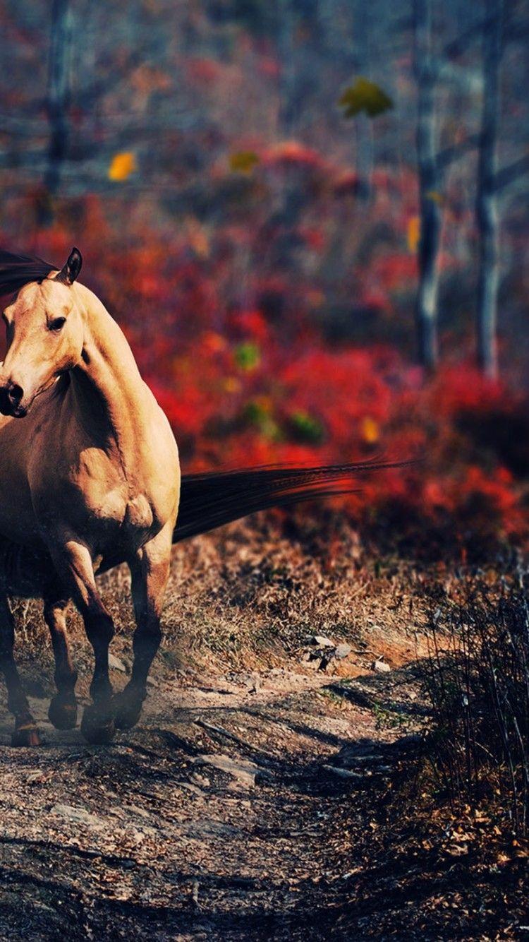 750x1334 iPhone Full HD Horse Wallpaper