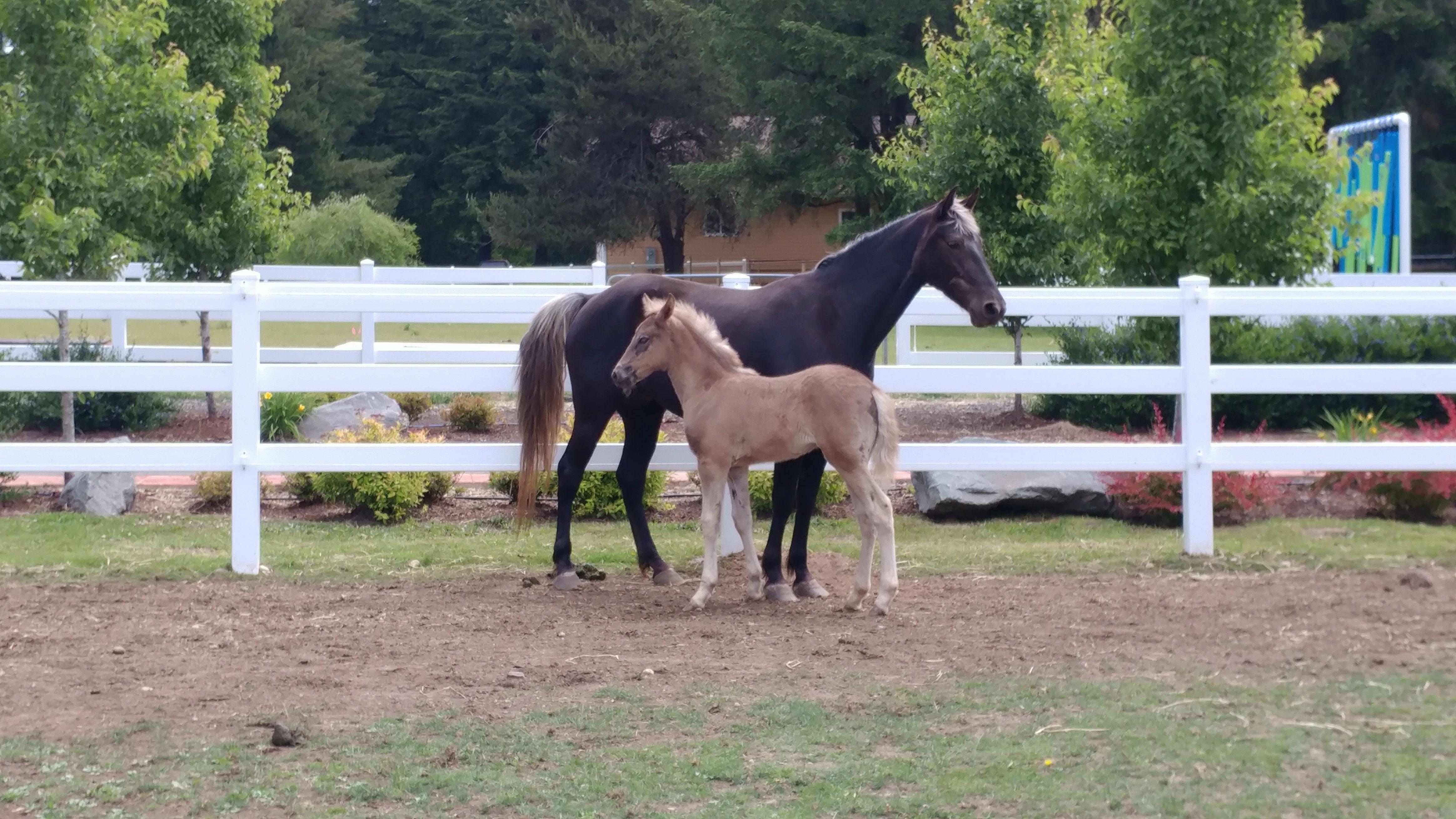 4656x2620 Free of Baby Horse, ranch
