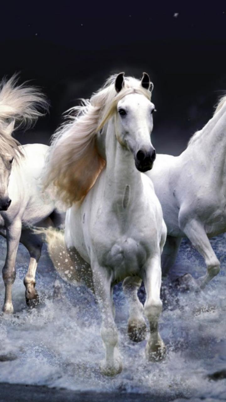 720x1280 white horses running wallpaper HD Mobile, Desktop Wallpaper