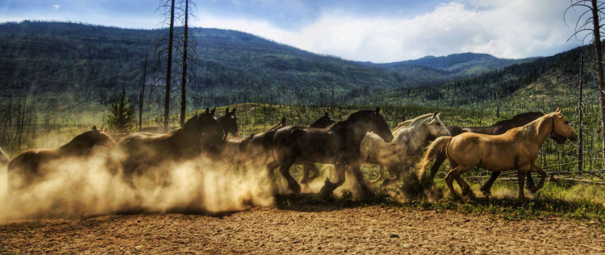 Horse Ranch Wallpapers - Top Free Horse Ranch Backgrounds - WallpaperAccess