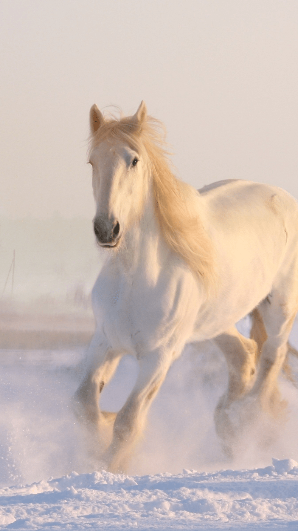 1000x1777 White horse running through snow. Horse wallpaper, Horses in snow, Horses