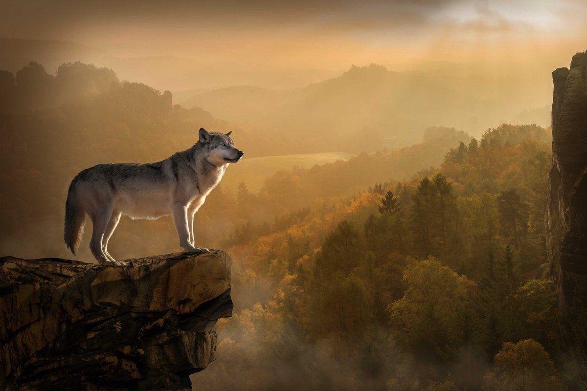 1200x800 Wallpaper World: 4K, HD Background Beautiful 4K, HD Mobile Wallpaper collection in Wallpaper World by PixaBro #wildlife #sky # atmosphere #tree #landscape #mist #grass #sunlight #hdwallpaper #hdbackground Image Source