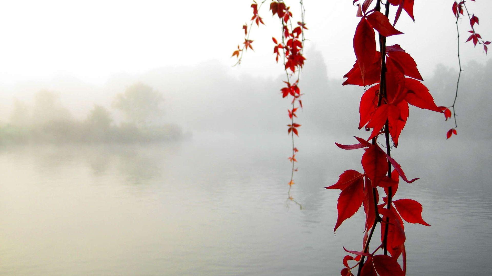 1920x1080 Free download Fairyland HD Natural Scenery Wallpaper World [1920x1200] for your Desktop, Mobile & Tablet. Explore Falling Rain Wallpaper. Free Rain Wallpaper, Rainy Window Desktop Wallpaper, Wallpaper for Computer Rain