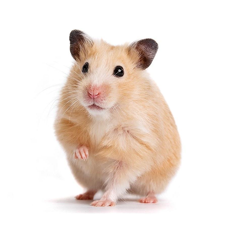 900x900 funny hamster wallpaper for Android