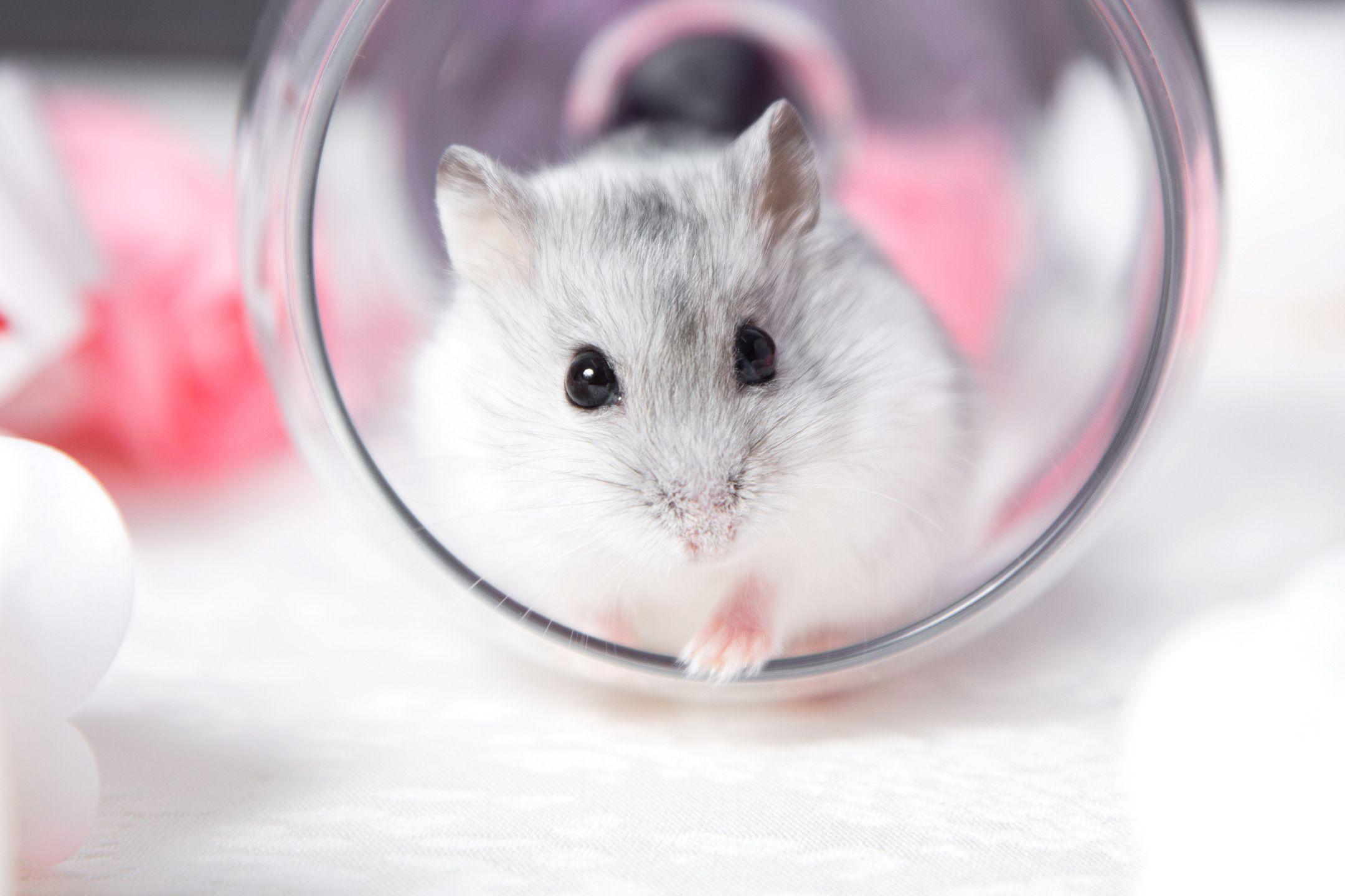 2160x1440 Hamster Facts You Probably Didn't Know