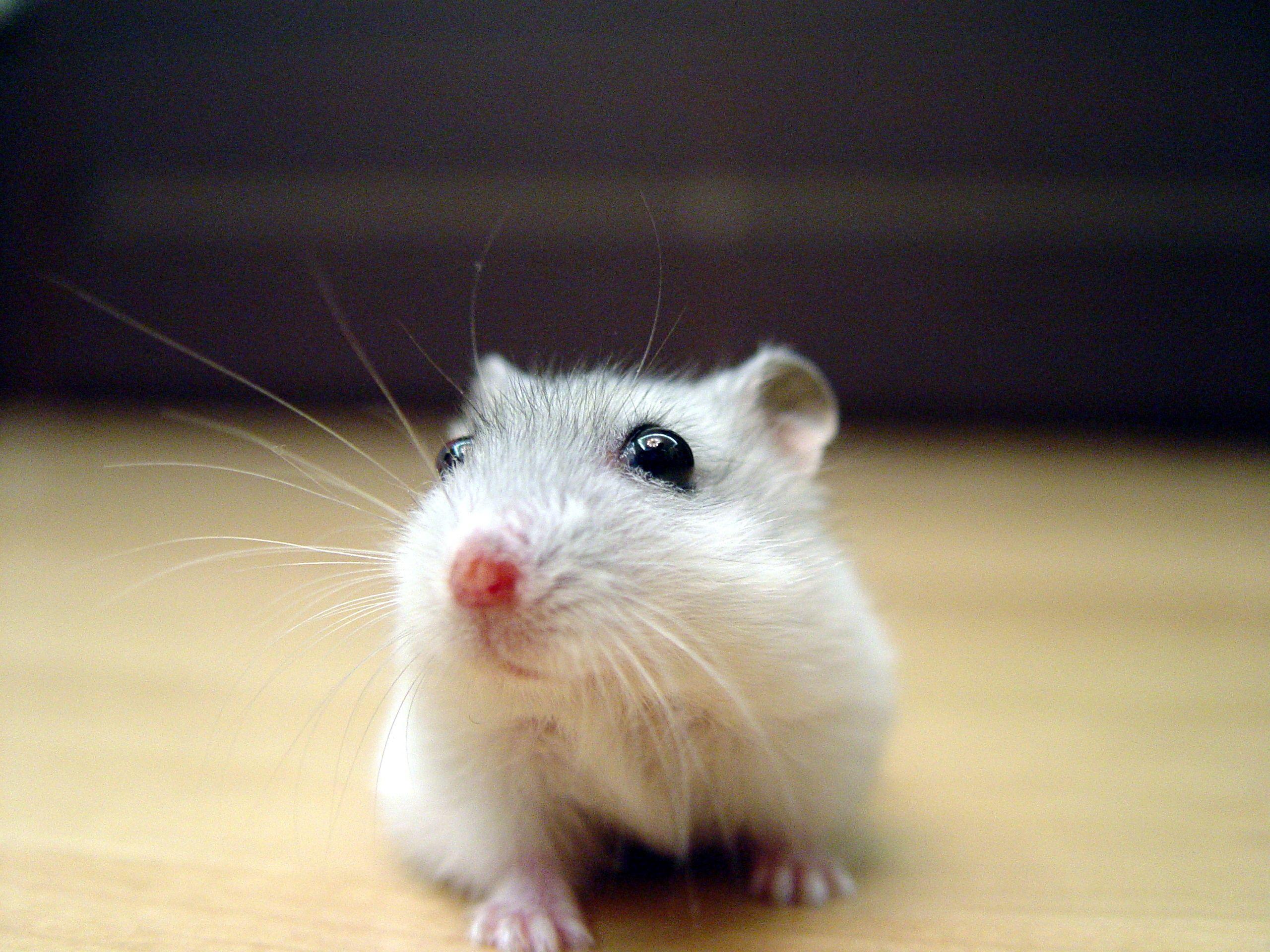 2560x1920 Pearl Winter White Russian Dwarf Hamster