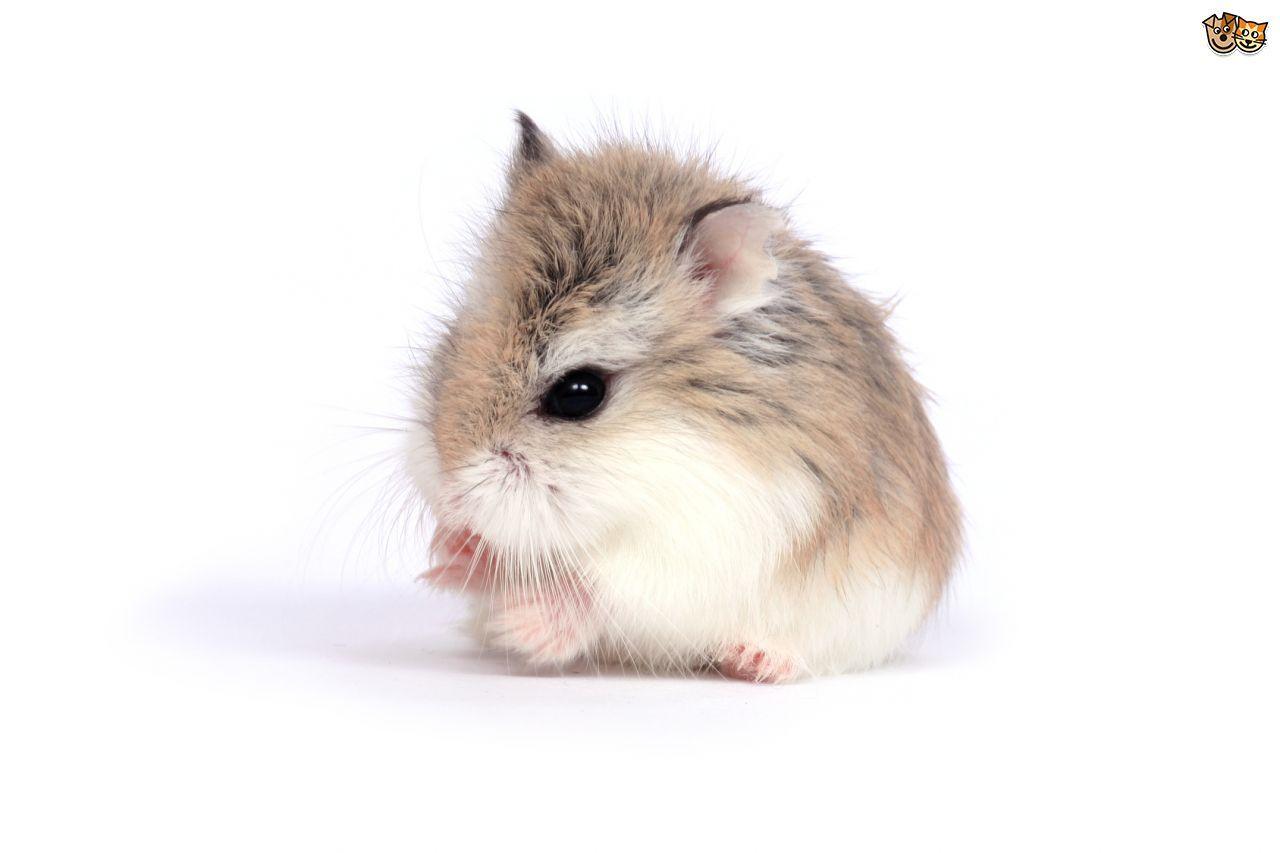 1280x853 Hamster wallpaper, Animal, HQ Hamster pictureK Wallpaper 2019