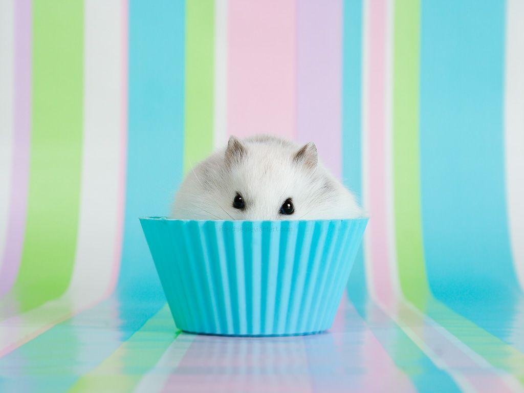 1024x768 Animalia. Hamster wallpaper, Hamster, Cute hamsters