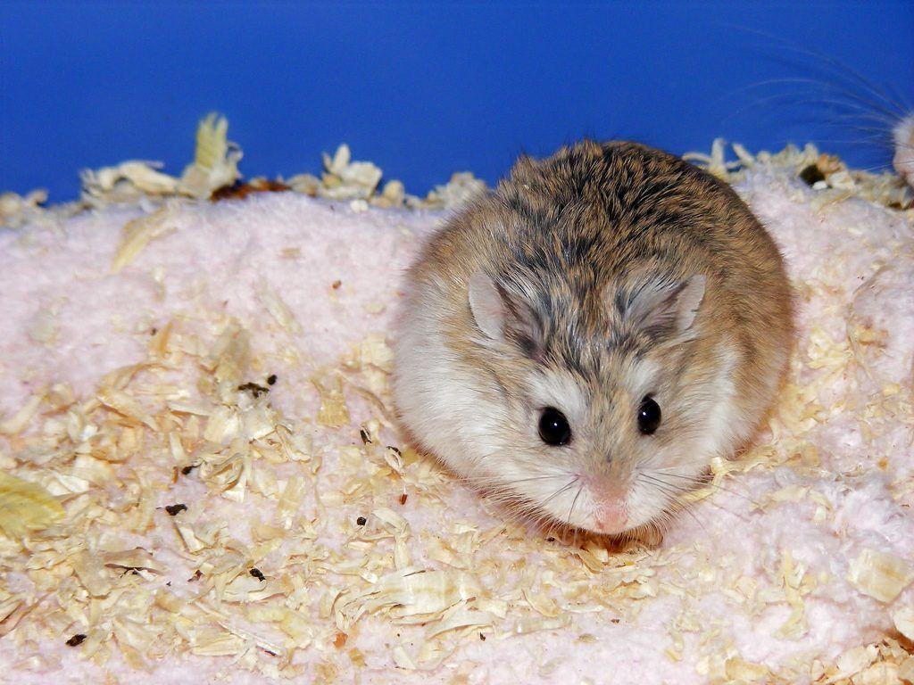 Dwarf Hamster Wallpapers Top Free Dwarf Hamster Backgrounds Wallpaperaccess 