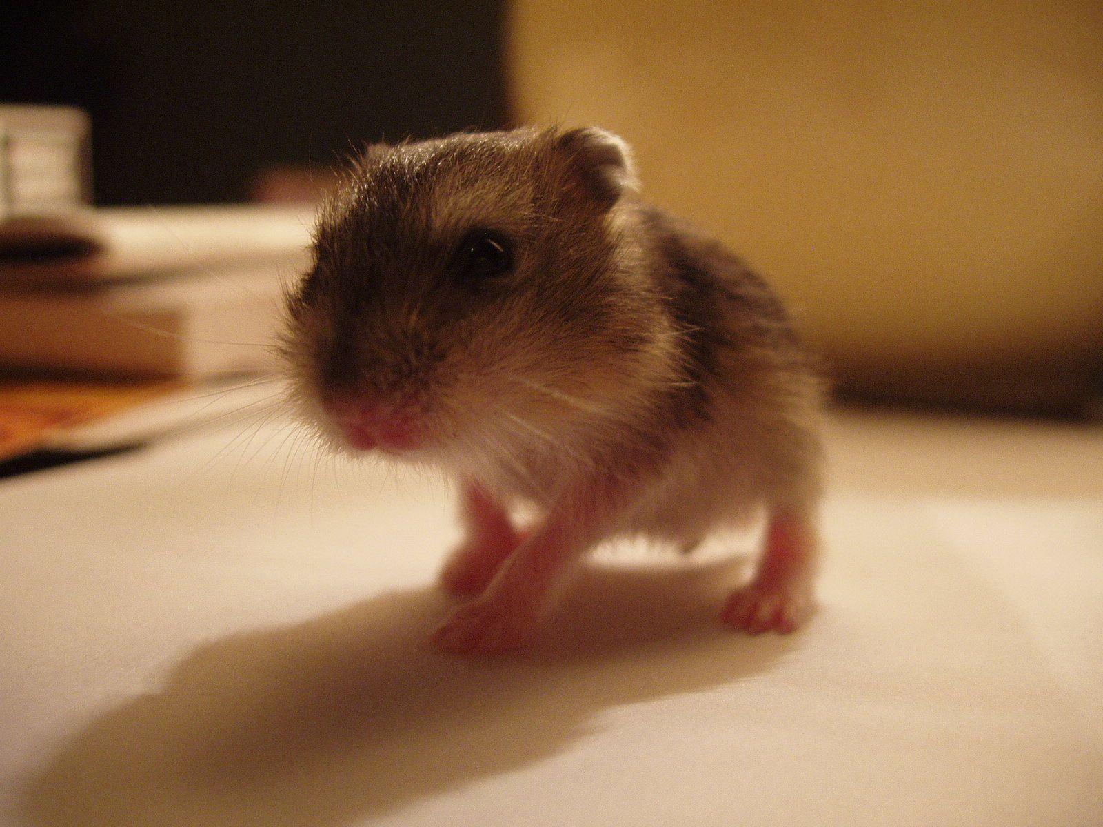 1600x1200 Cute Hamster Walk Alone Wallpaper Cute Dwarf Hamster