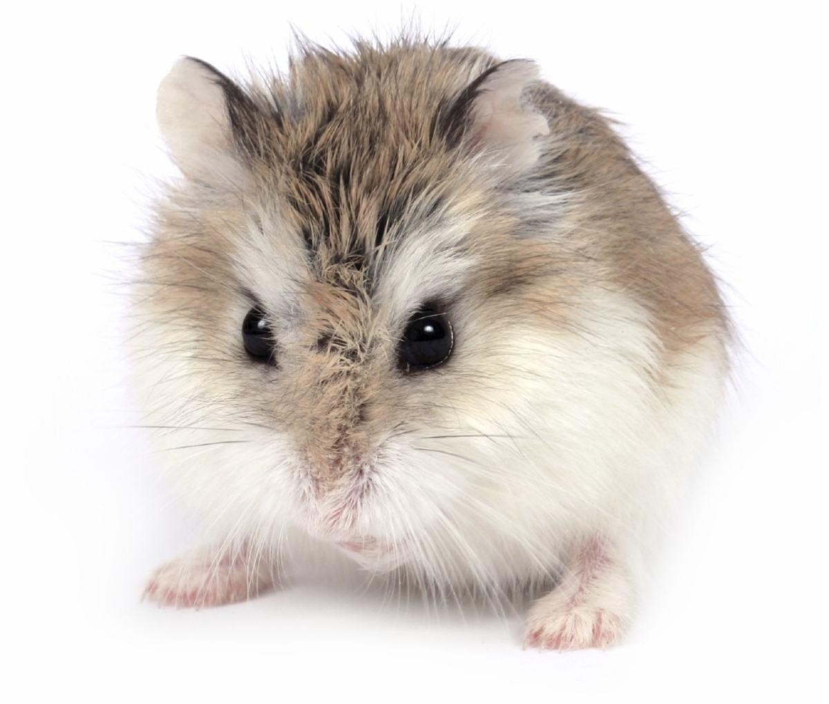 1200x1019 Roborovski Dwarf Hamster Wallpaper