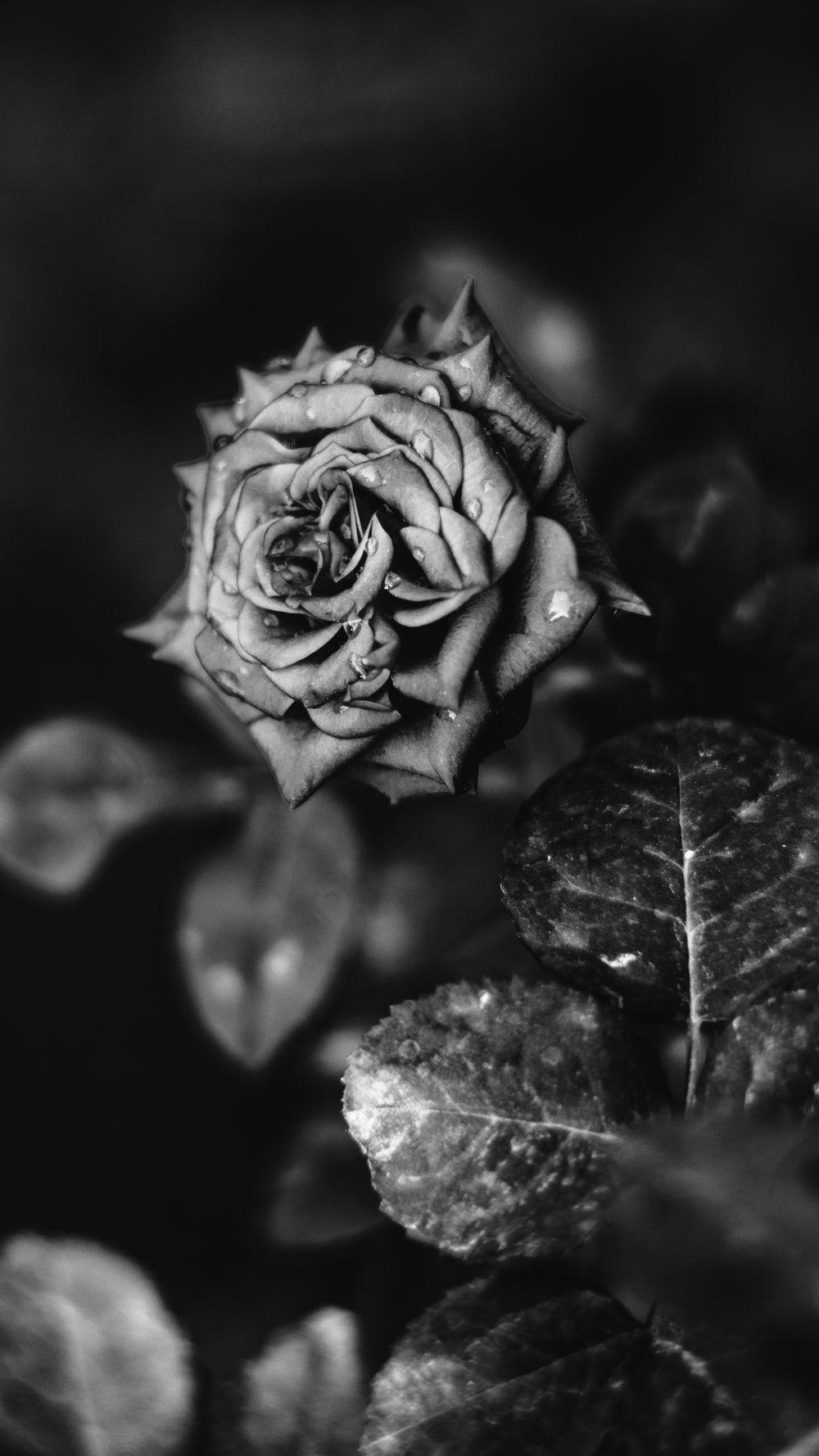 1000x1778 Black And White Flower Picture [HD]. Download Free Image