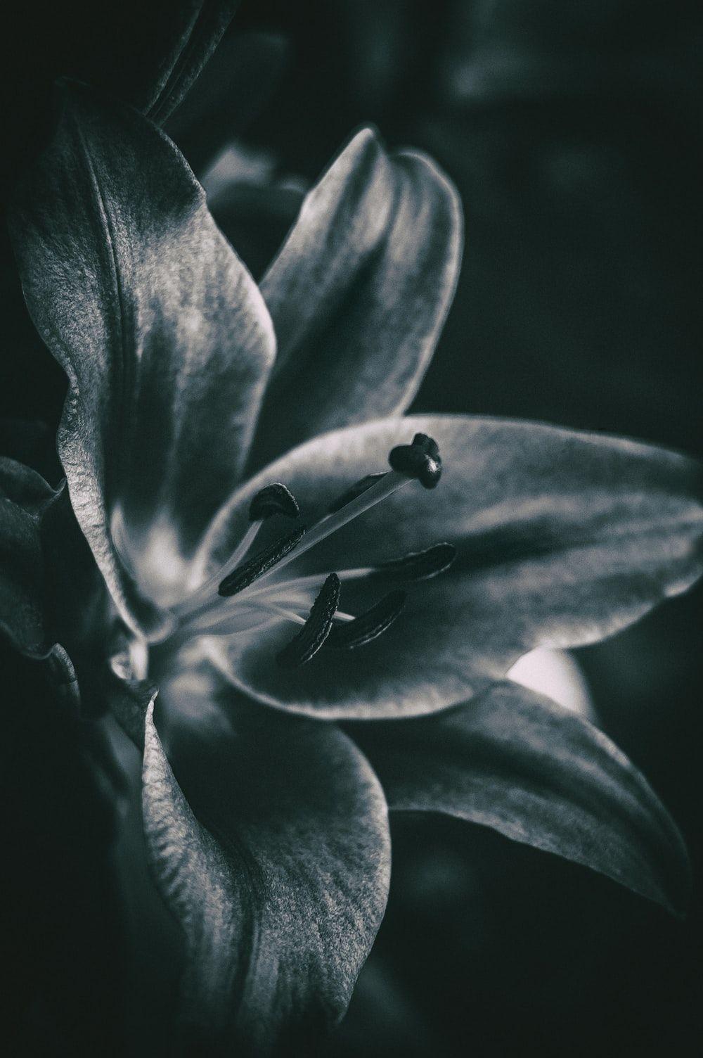 1000x1504 Black And White Flower Picture [HD]. Download Free Image