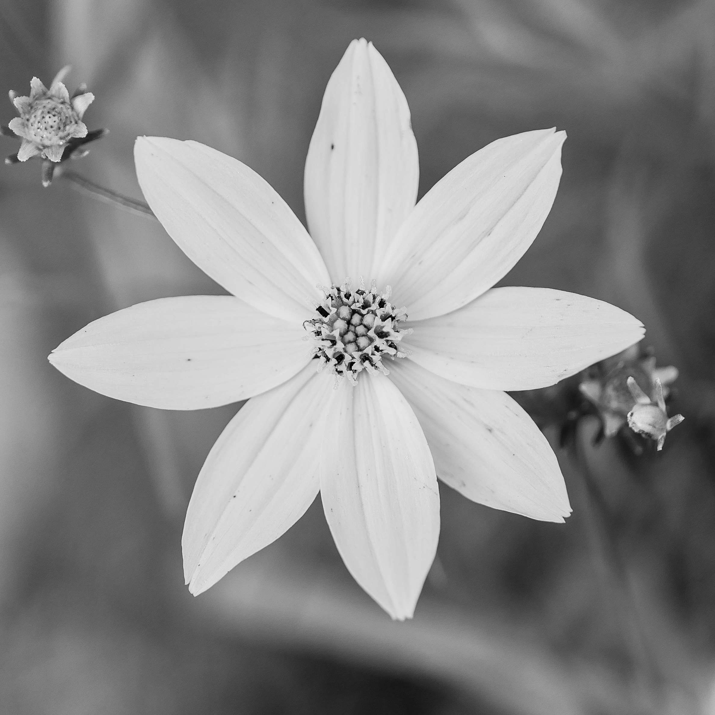 2377x2377 Beautiful, Beautiful Flowers, Black And White, Closeup, 8 Pointed Star Wallpaper & Background Download
