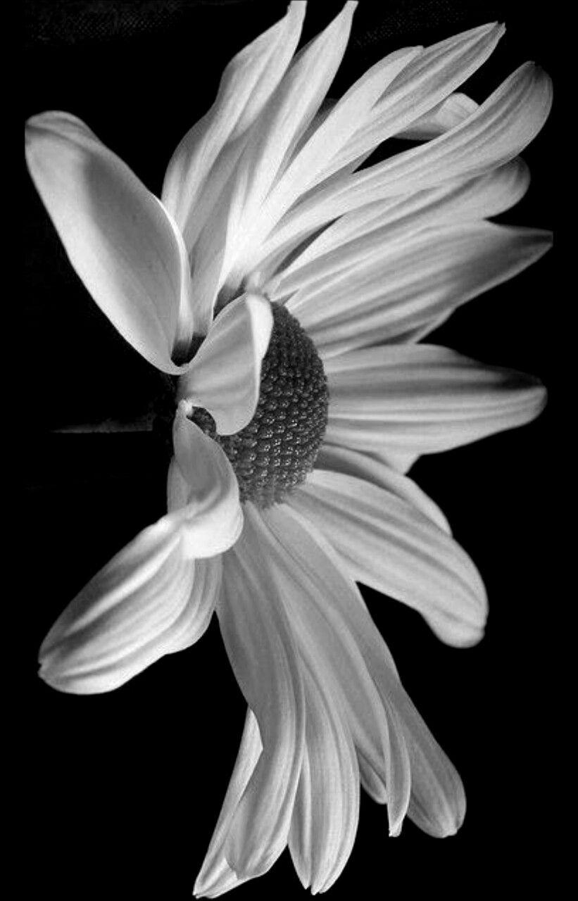821x1280 mennyfox55. Black and white flowers, Flowers photography, Black and white photographs