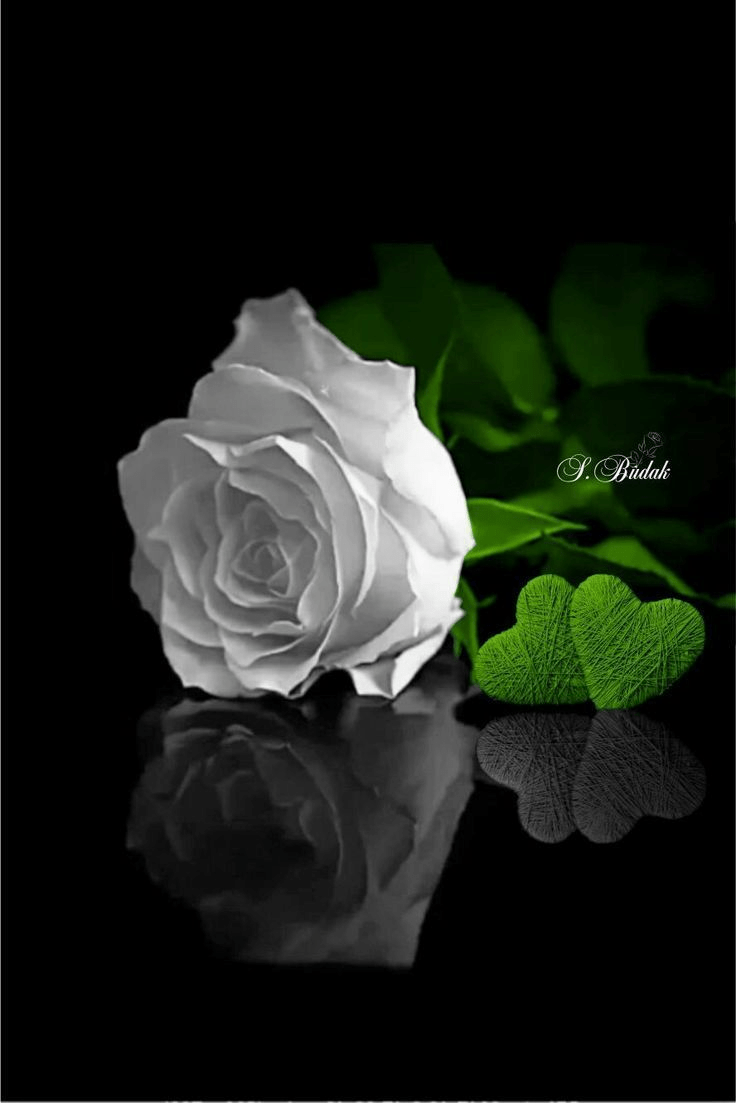 736x1103 z.flowers. Flowers black background, Black flowers wallpaper, Beautiful flowers wallpaper