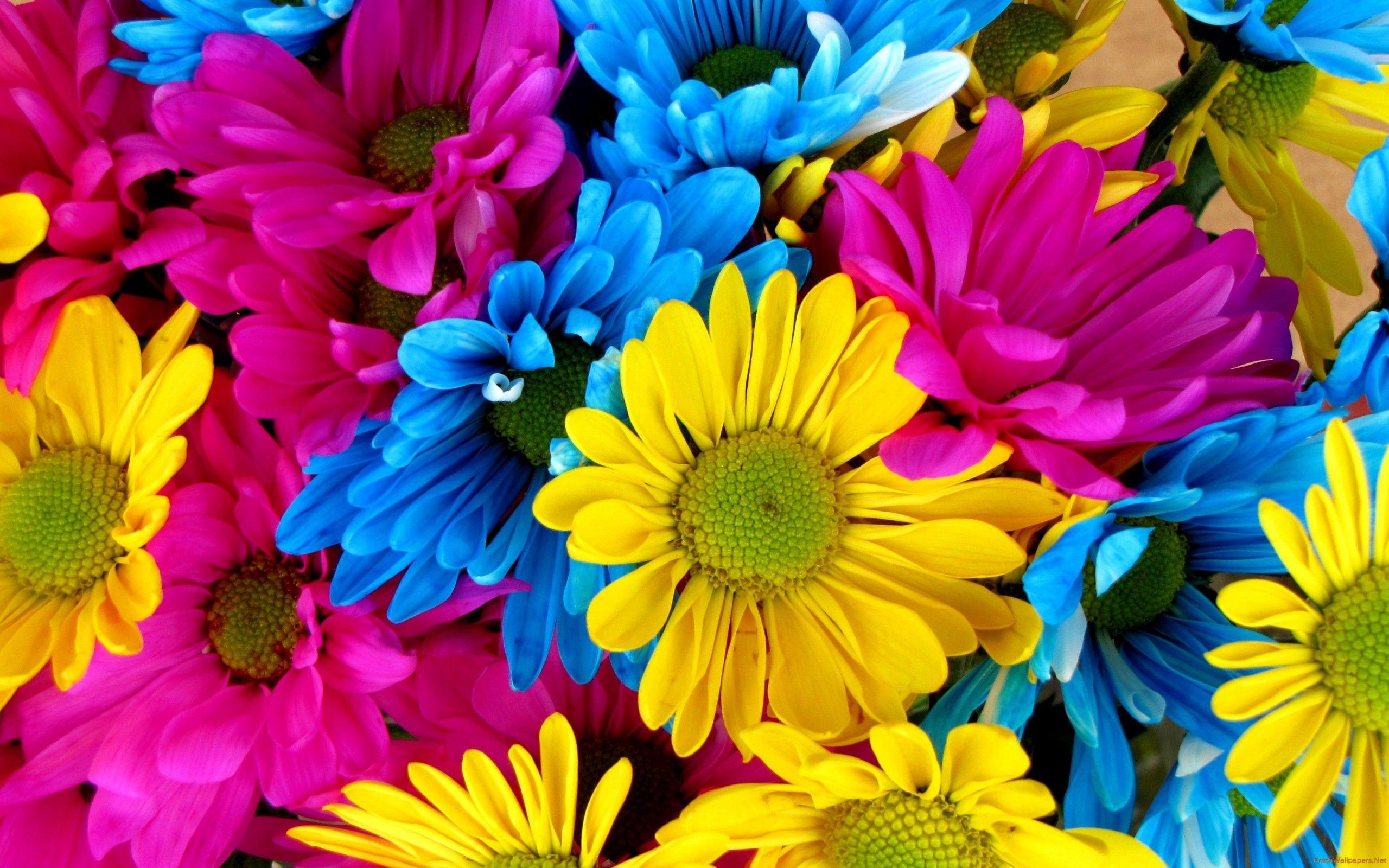 2560x1600 Free download Multicolored Daisy Bouquet wallpaper Freshwallpaper [2560x1600] for your Desktop, Mobile & Tablet. Explore Multicolor Flower Mobile Wallpaper. Multicolor Flower Mobile Wallpaper, iPhone X Multicolor Wallpaper, Wallpaper Flower