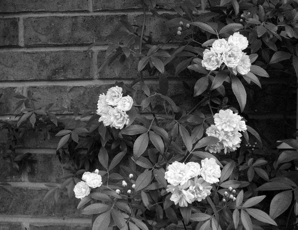1023x788 Real Black Flowers 10 Desktop Wallpaper Black And White Flowers
