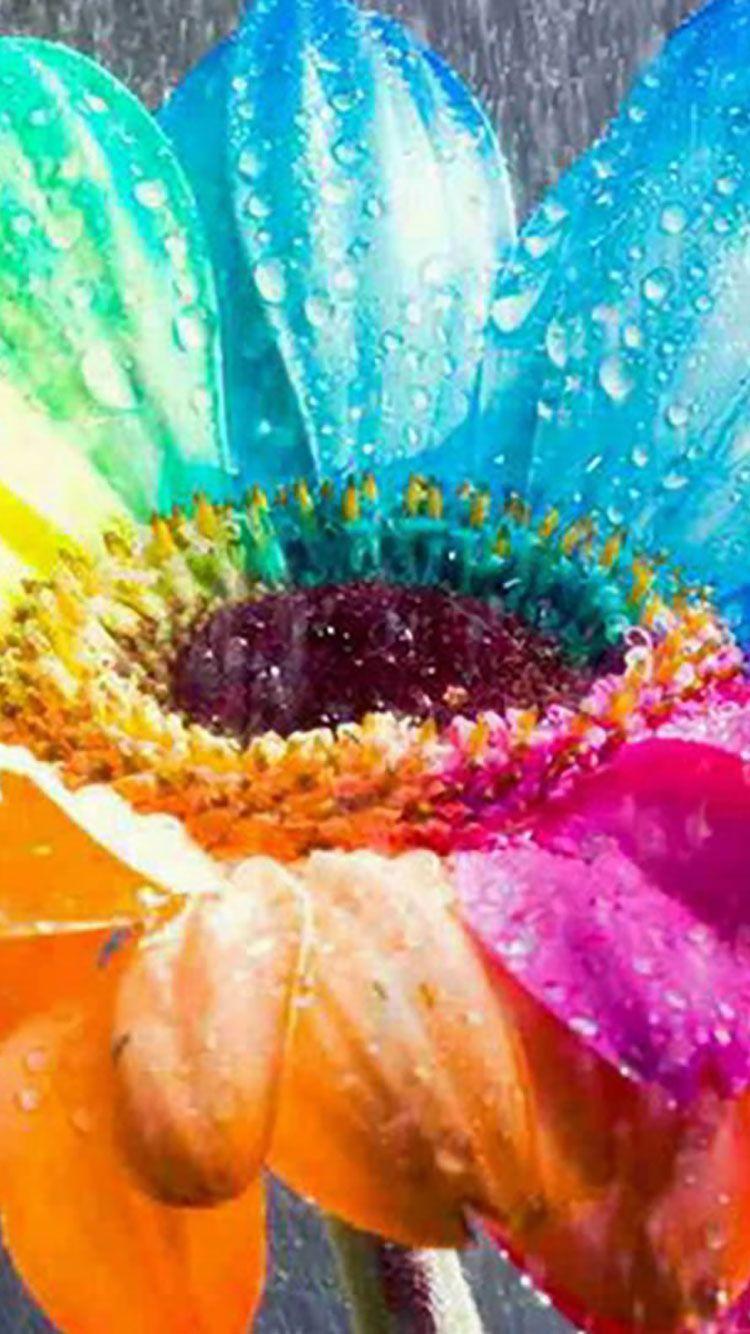 Rainbow Daisy Wallpapers - Top Free Rainbow Daisy Backgrounds